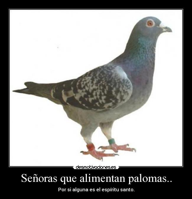 Señoras que alimentan palomas.. - Por si alguna es el espíritu santo.