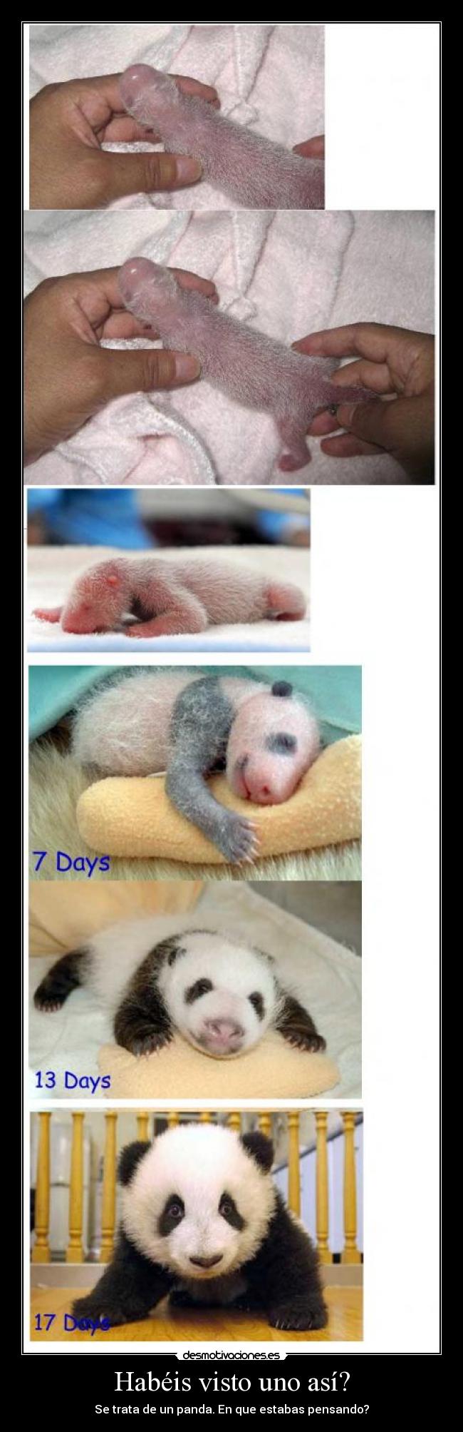 Habéis visto uno así? - Se trata de un panda. En que estabas pensando?