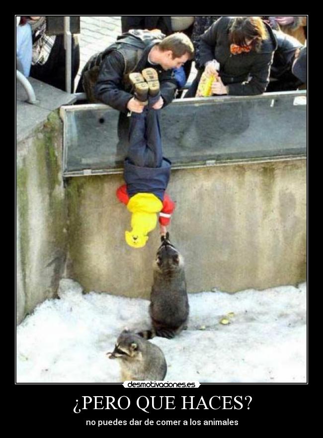 ¿PERO QUE HACES? - no puedes dar de comer a los animales