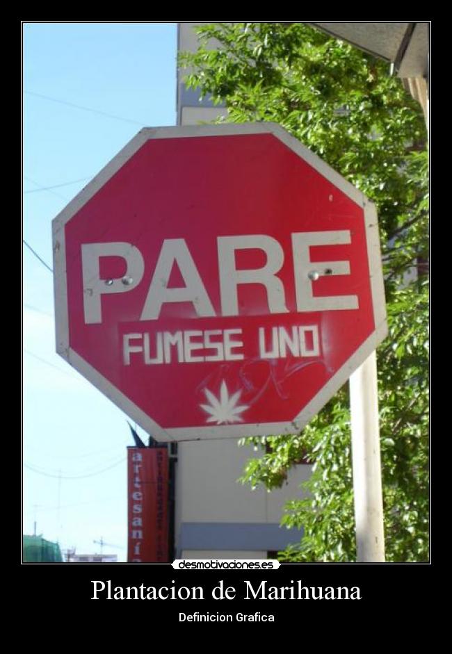 Plantacion de Marihuana - 