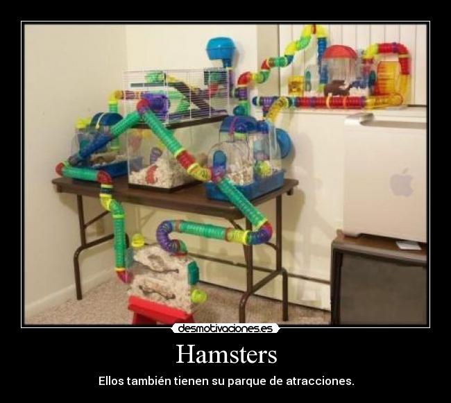 Hamsters -