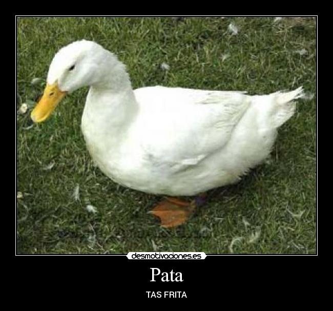 Pata -