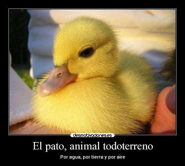 El pato, animal todoterreno - Por agua, por tierra y por aire