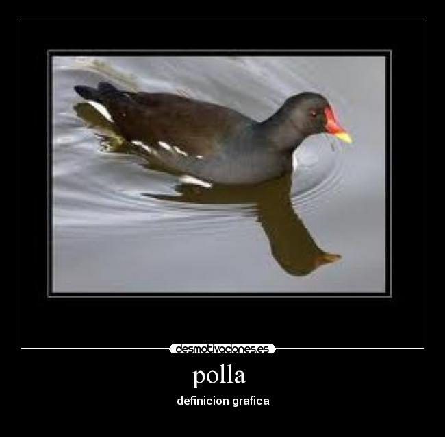 polla - definicion grafica