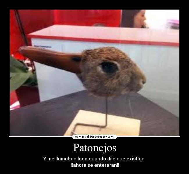Patonejos - 