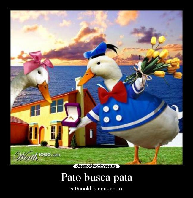 Pato busca pata - y Donald la encuentra