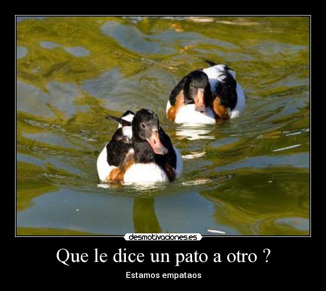 carteles chiste facil patos desmotivaciones