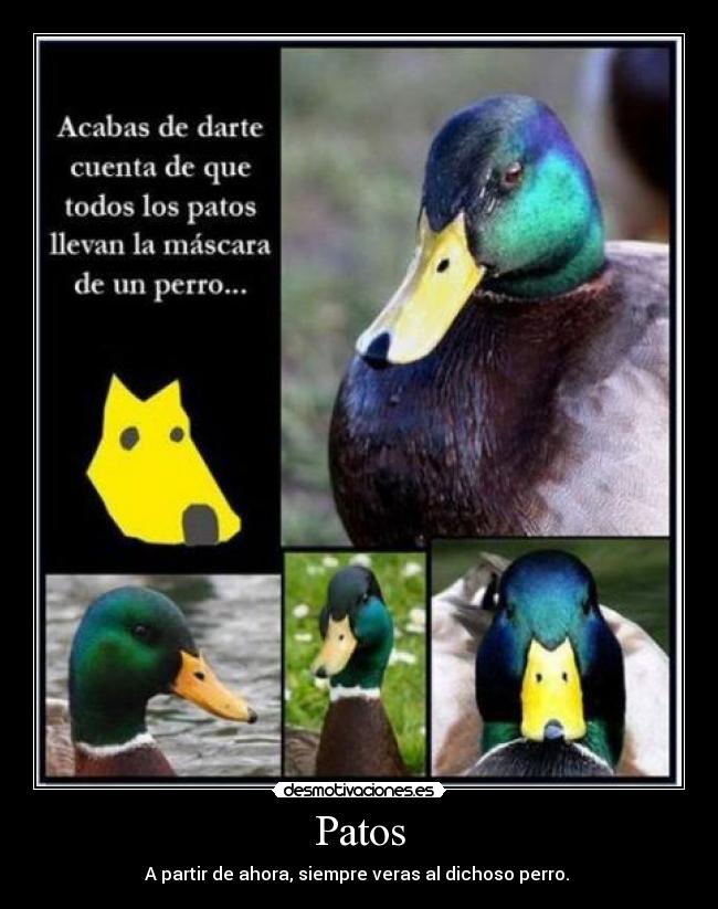 Patos - A partir de ahora, siempre veras al dichoso perro.