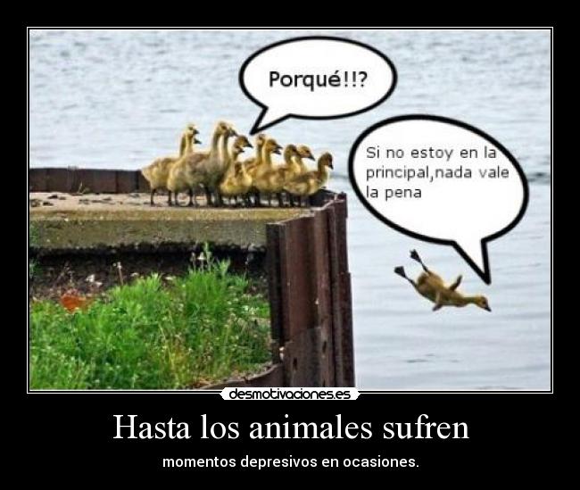 Hasta los animales sufren - momentos depresivos en ocasiones.