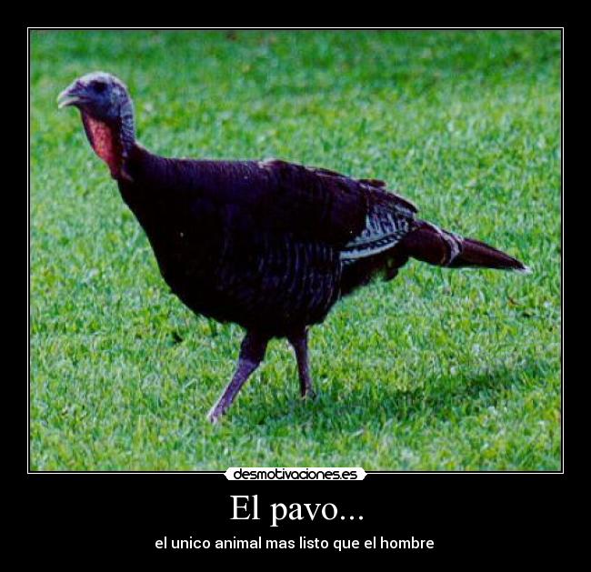 El pavo... -