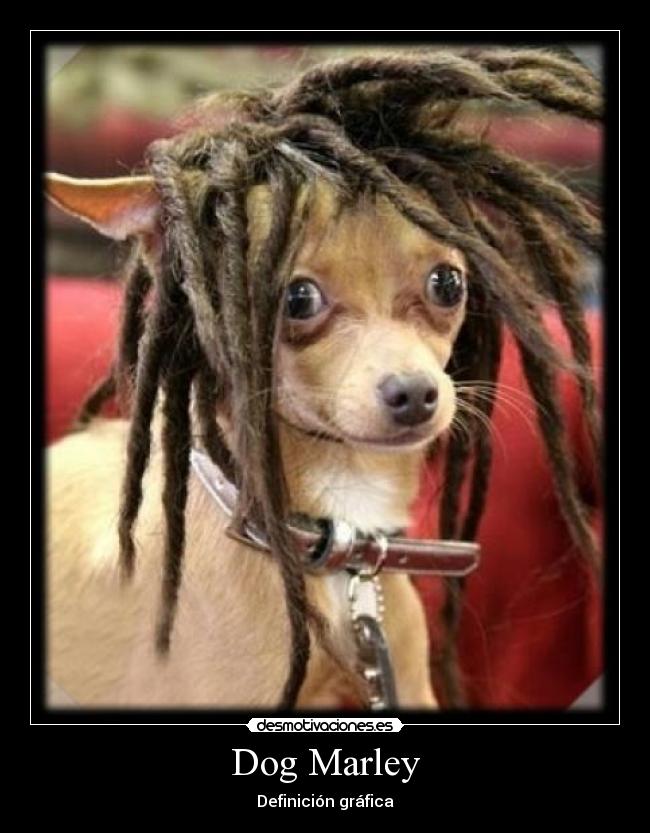 Dog Marley -