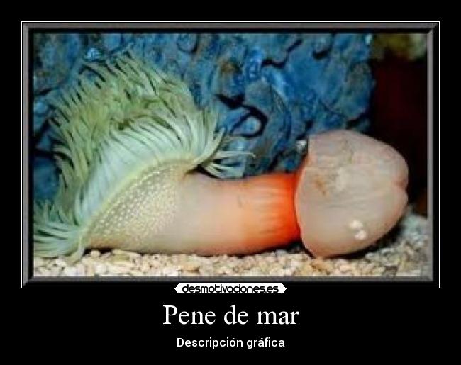 Pene de mar - 