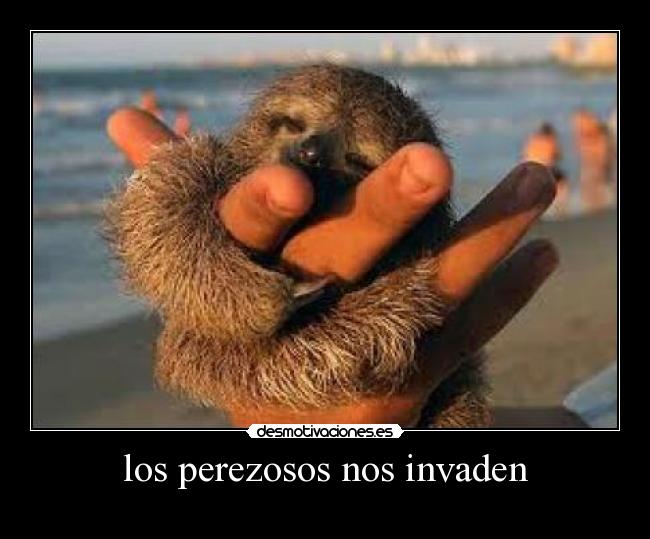 los perezosos nos invaden -
