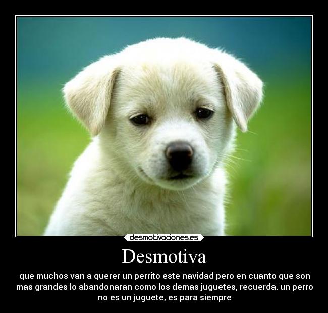 Desmotiva - que muchos van a querer un perrito este navidad pero en cuanto que son
mas grandes lo abandonaran como los demas juguetes, recuerda. un perro
no es un juguete, es para siempre