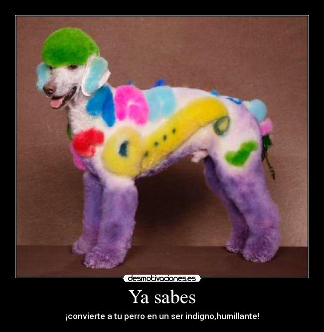 Ya sabes - ¡convierte a tu perro en un ser indigno,humillante!
