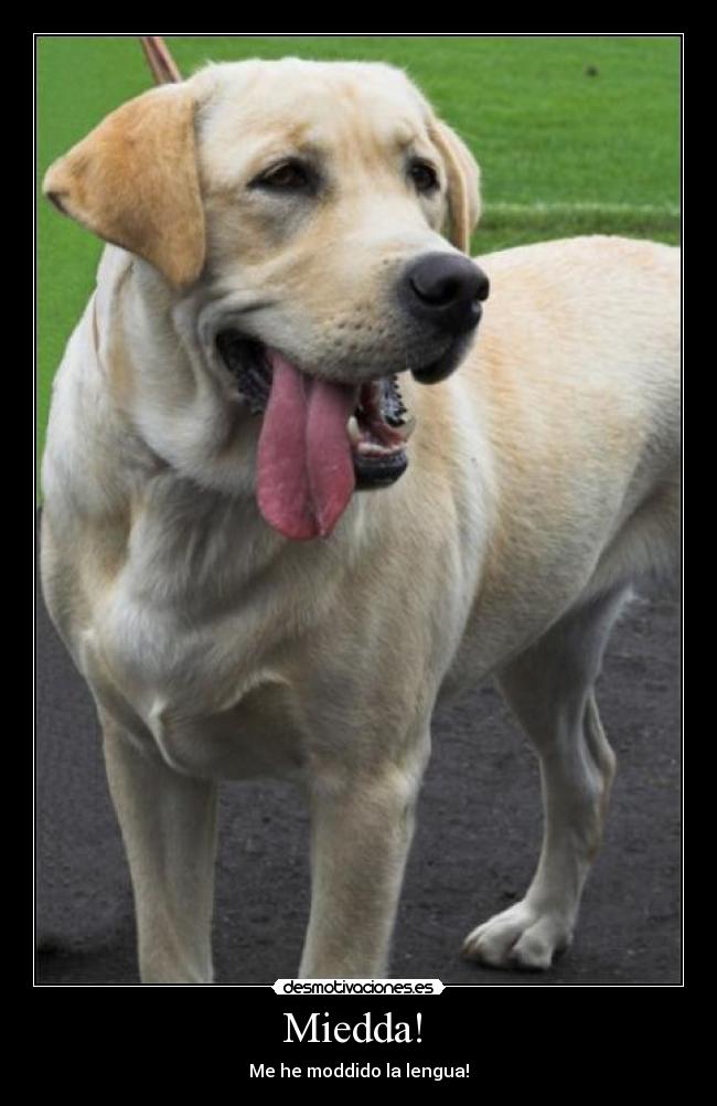 Miedda! - Me he moddido la lengua!
