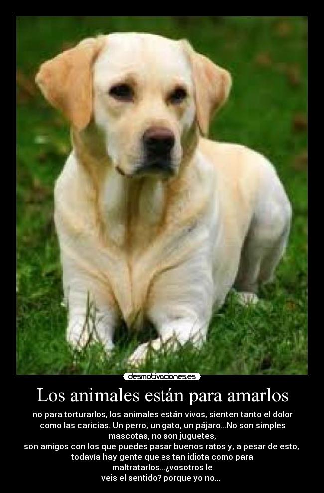 Los animales están para amarlos - 