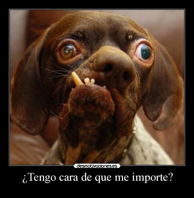 ¿Tengo cara de que me importe? -