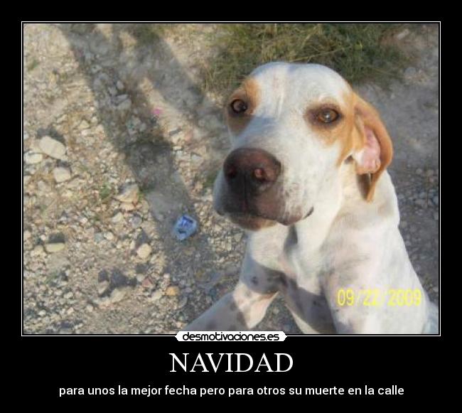 NAVIDAD - para unos la mejor fecha pero para otros su muerte en la calle