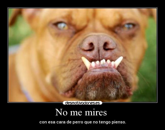 No me mires  - con esa cara de perro que no tengo pienso.