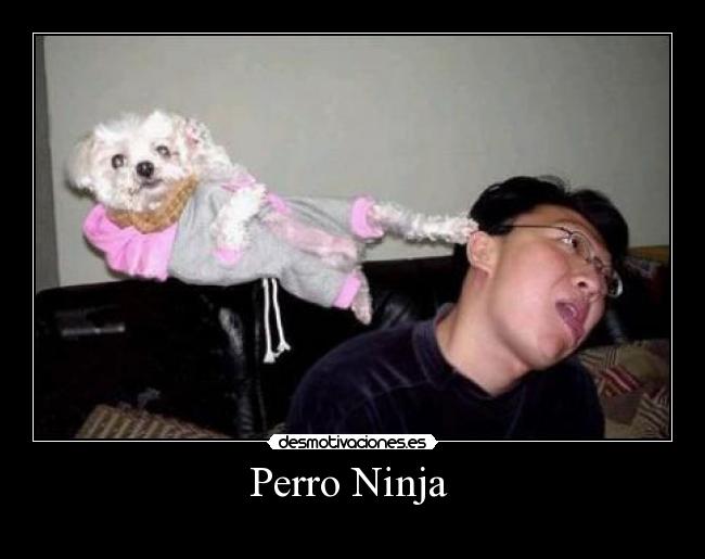Perro Ninja  - 