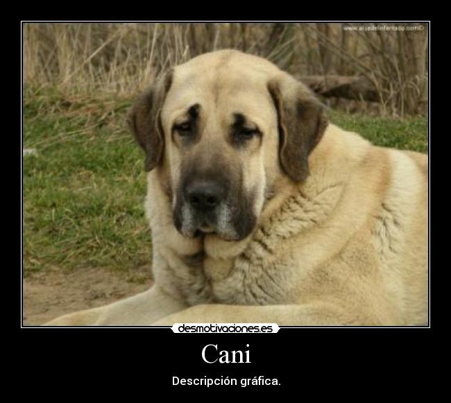 Cani - Descripción gráfica.