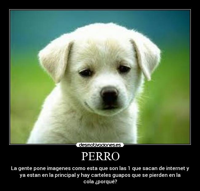 PERRO -