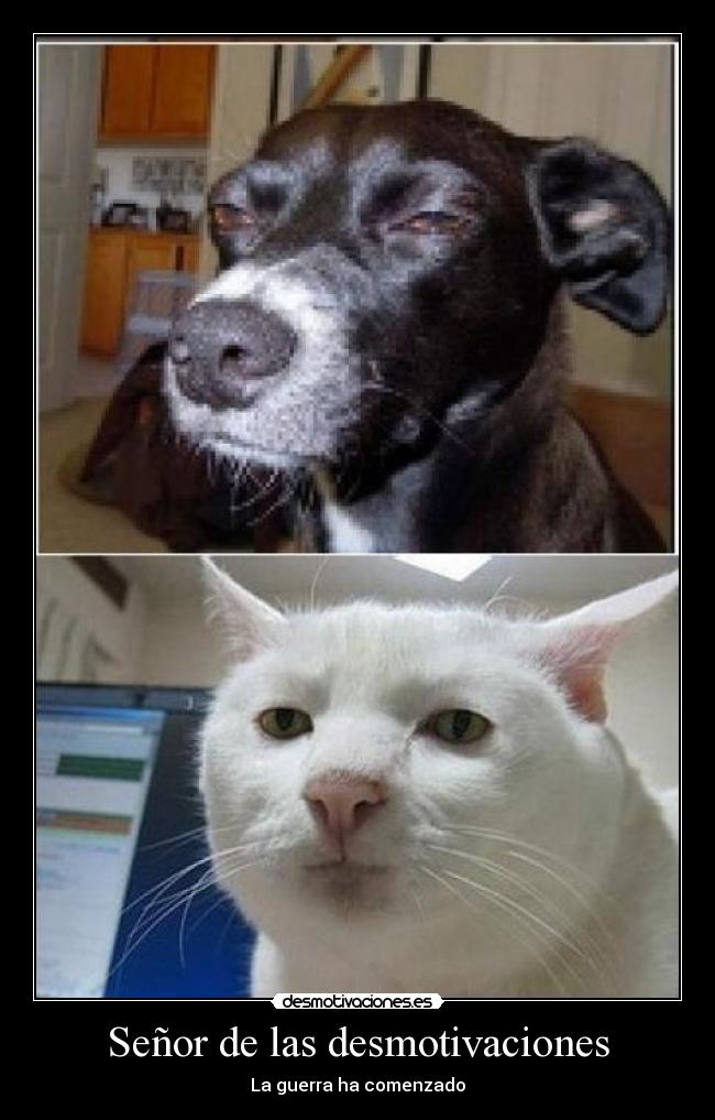 carteles desmotivaciones gatosperro senor desmotivaciones guerra desmotivaciones