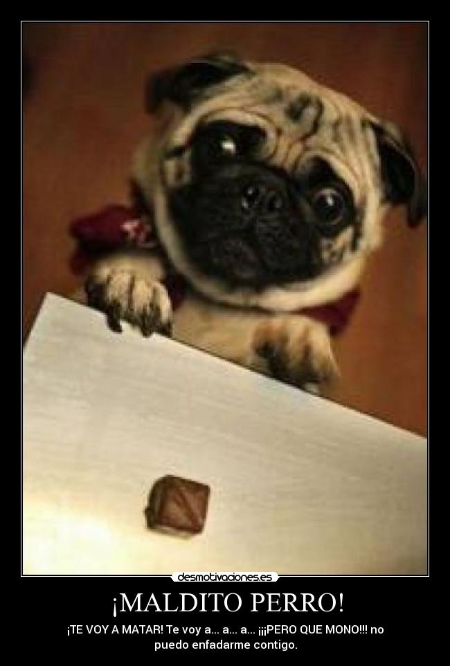 ¡MALDITO PERRO! - ¡TE VOY A MATAR! Te voy a... a... a... ¡¡¡PERO QUE MONO!!! no
puedo enfadarme contigo.