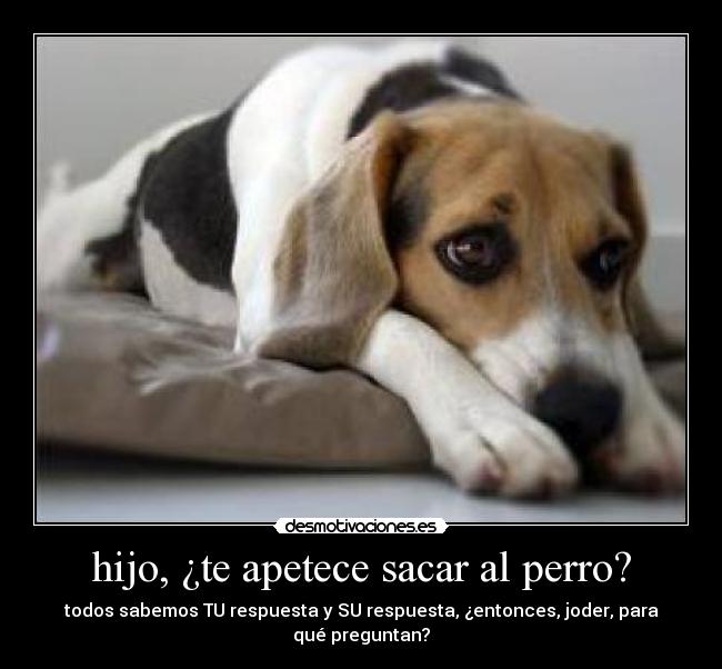 hijo, ¿te apetece sacar al perro? - todos sabemos TU respuesta y SU respuesta, ¿entonces, joder, para qué preguntan?