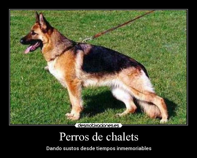 Perros de chalets -