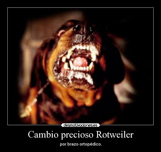 Cambio precioso Rotweiler -