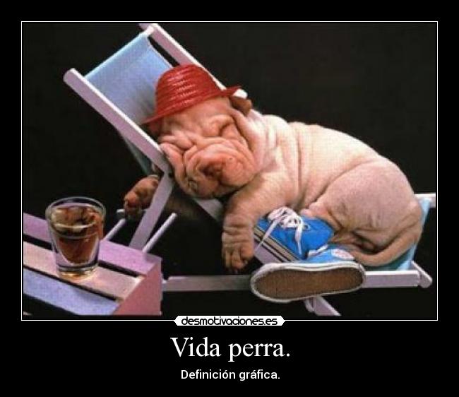 carteles vida vida perra desmotivaciones