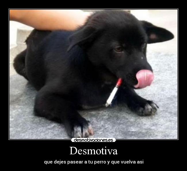 Desmotiva - que dejes pasear a tu perro y que vuelva asi