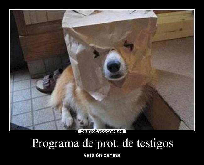 carteles perro bolsa desmotivaciones