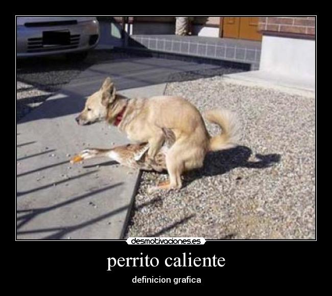 perrito caliente - 