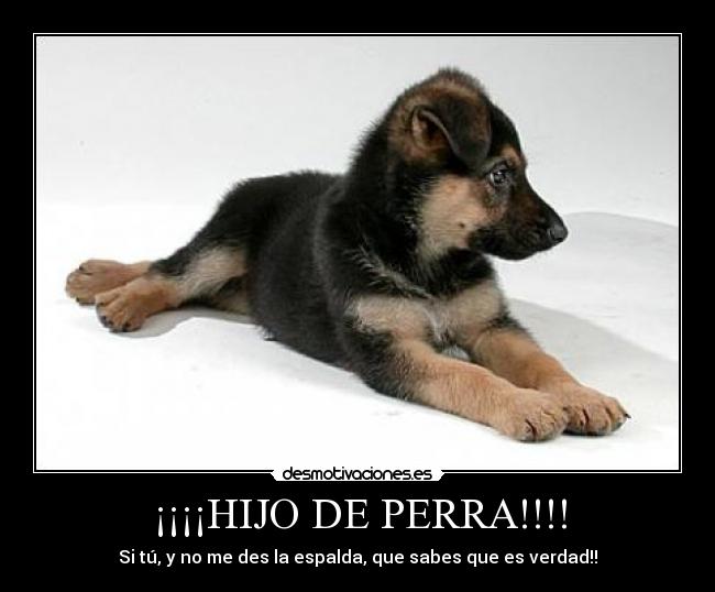 ¡¡¡¡HIJO DE PERRA!!!! - Si tú, y no me des la espalda, que sabes que es verdad!!