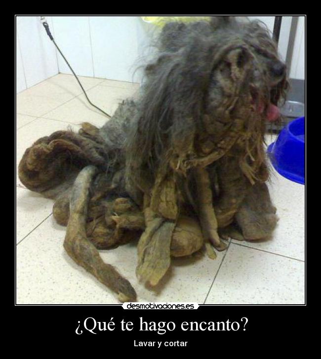 ¿Qué te hago encanto? - Lavar y cortar