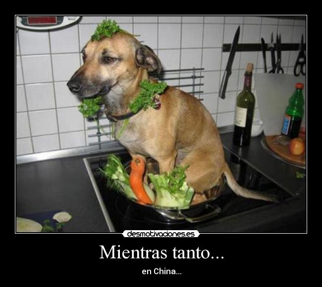 carteles comiendo perros desmotivaciones