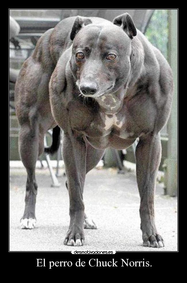 El perro de Chuck Norris. -
