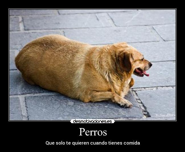Perros - 