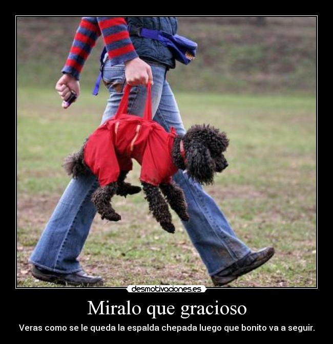 Miralo que gracioso -