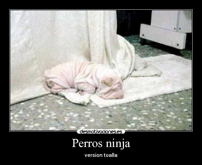Perros-ninja
