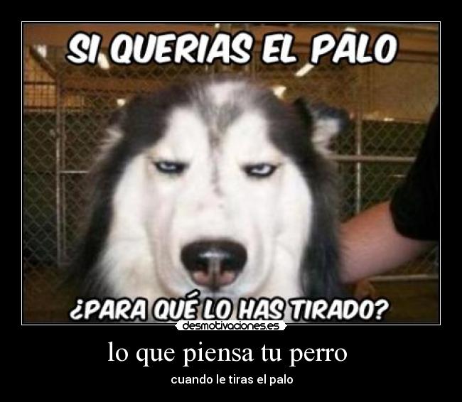 lo que piensa tu perro - cuando le tiras el palo