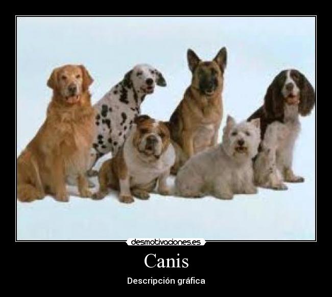 Canis - 