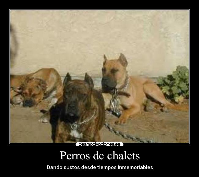Perros de chalets -
