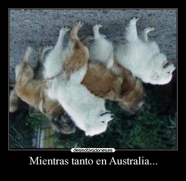 carteles australia desmotivaciones