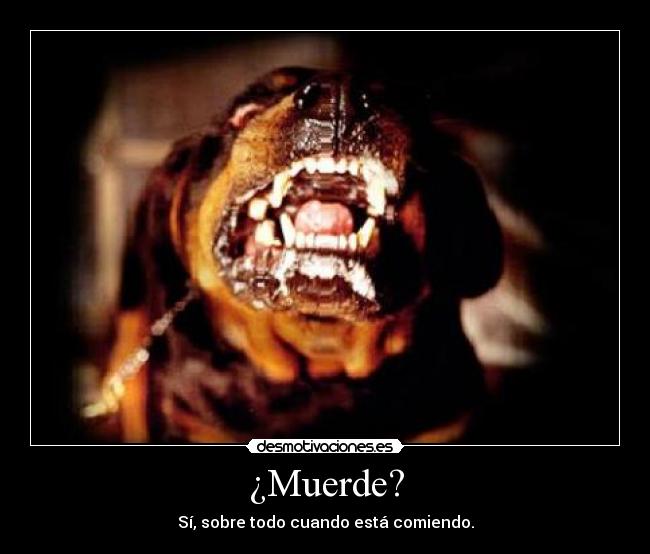 ¿Muerde? - 