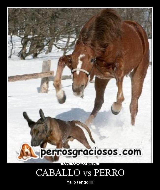 CABALLO vs PERRO - Ya lo tengo!!!!!