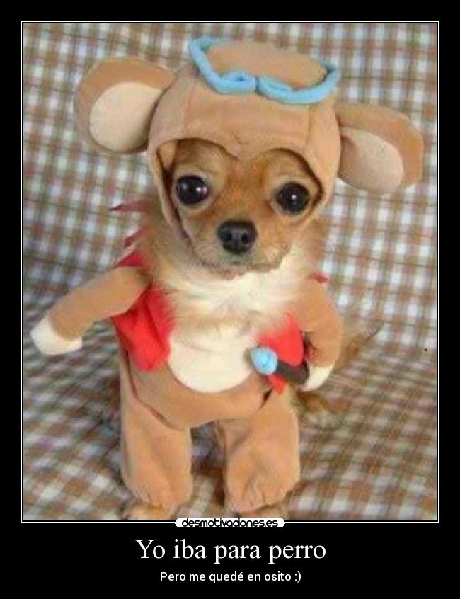 Yo iba para perro - 